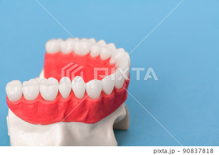 Upper human jaw with teeth anatomy model isolated on blue background. Healthy teeth, dental care and orthodontic medical concept. Upper human jaw with teeth anatomy model isolated on blue background. Healthy teeth, dental care and orthodontic medical concept. 90837818