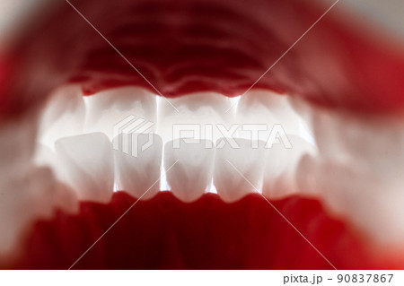 Human jaw with teeth and gums anatomy model isolated on blue background. View from inside. Healthy teeth, dental care and orthodontic medical healthcare concept.  90837867