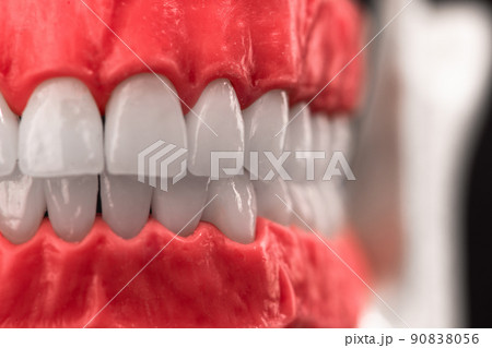 Human jaw with teeth and gums anatomy model isolated on blue background. Healthy teeth, dental care and orthodontic medical healthcare concept 90838056