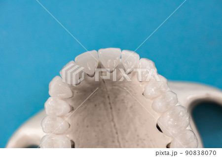 Upper human jaw with teeth anatomy model isolated on blue background. Healthy teeth, dental care and orthodontic medical concept. Upper human jaw with teeth anatomy model isolated on blue background. Healthy teeth, dental care and orthodontic medical concept. 90838070