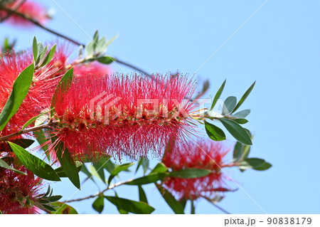 カリステモン　スプレンデス　ブラシノキ 90838179