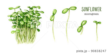 Sunflower microgreen watercolor illustration set. Hand drawn green fresh sprouts. Sunflower plant healthy microgreens element. Microgreen sprouts on white background 90838247