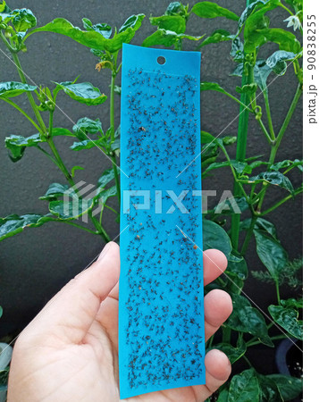 青色粘着シートでびっしり駆除されたコバエたち 青色粘着シートでびっしり駆除されたコバエたち 90838255