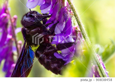 Violet Carpenter bee Xylocopa violacea pollinates a purple flower on a field. 90838458