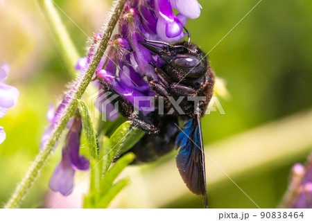 Violet Carpenter bee Xylocopa violacea pollinates a purple flower on a field. Violet Carpenter bee Xylocopa violacea pollinates a purple flower on a field. 90838464