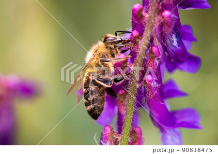 Honeybee, european western honey bee sitting on common vetch or tares flower 90838475