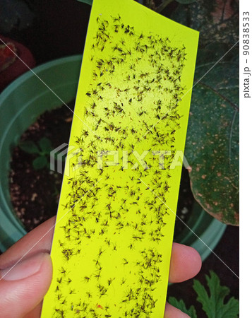 ナスで駆除。蛍光粘着シートでコバエ、アザミウマ。 ナスで駆除。蛍光粘着シートでコバエ、アザミウマ。 90838533