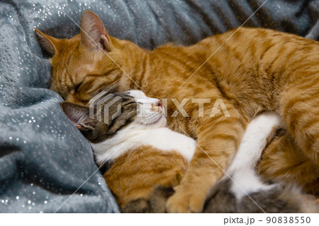 猫、抱き合う猫、猫の家族 猫、抱き合う猫、猫の家族 90838550