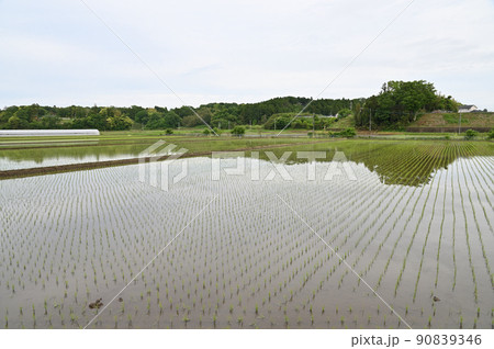 田植えが終わって稲の苗が並ぶ静かな晴れの日の田んぼ 田植えが終わって稲の苗が並ぶ静かな晴れの日の田んぼ 90839346