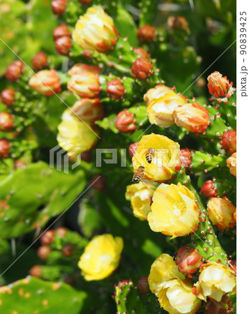 ウチワサボテンのツボミと黄色い花と2匹の蜂 90839425