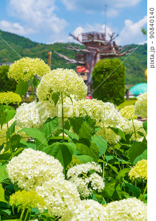 市民四季の森、満開のあじさい〈愛知県小牧市〉 90840140