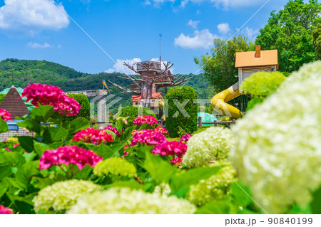 市民四季の森、満開のあじさい〈愛知県小牧市〉 市民四季の森、満開のあじさい〈愛知県小牧市〉 90840199