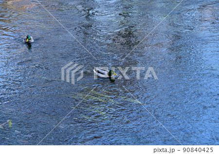 栃木県日光市戦場ヶ原の遊歩道から見える川を泳ぐ水鳥 栃木県日光市戦場ヶ原の遊歩道から見える川を泳ぐ水鳥 90840425