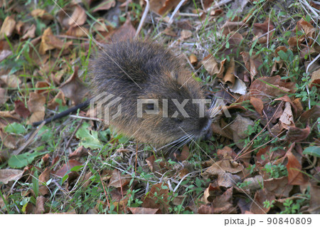 豊中市　服部緑地公園で飼われている？ヌートリア 90840809