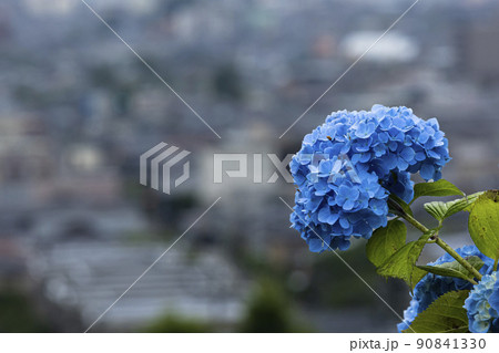 金沢市大乗寺丘陵公園の鮮やかな青色の紫陽花 90841330