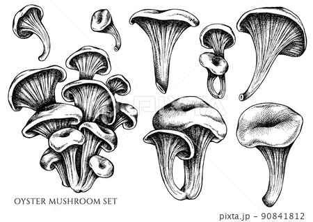 Vector set of hand drawn black and white oyster mushroom 90841812