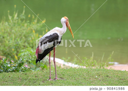 The Painted Stork bird (Mycteria leucocephala) in garden The Painted Stork bird (Mycteria leucocephala) in garden 90841986