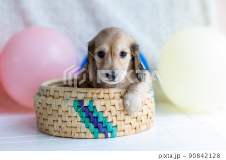 仔犬 カニンヘンダックスフンド 仔犬 カニンヘンダックスフンド 90842128