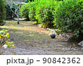 錦帯橋周りの風景3 90842362