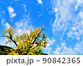 錦帯橋周りの風景5 90842365