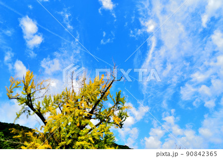 錦帯橋周りの風景5 90842365