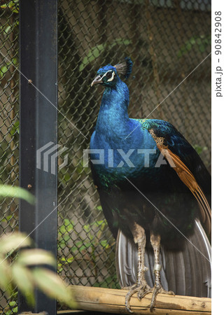 埼玉県さいたま市　大崎公園動物園インドクジャク 90842908