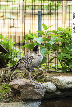 埼玉県さいたま市 大崎公園子供動物園ハワイガン 埼玉県さいたま市 大崎公園子供動物園ハワイガン 90843082