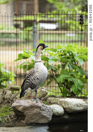埼玉県さいたま市 大崎公園子供動物園ハワイガン 埼玉県さいたま市 大崎公園子供動物園ハワイガン 90843086