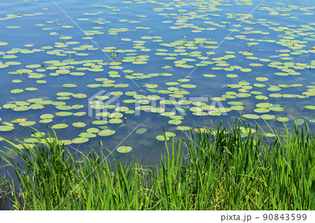 Yellow water lily or nuphar lutea on lake 90843599