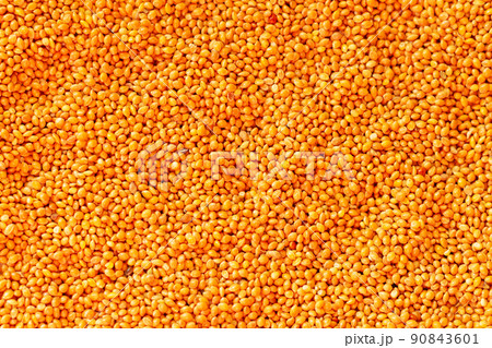 Millet or sorghum seed background, food for birds Millet or sorghum seed background, food for birds 90843601