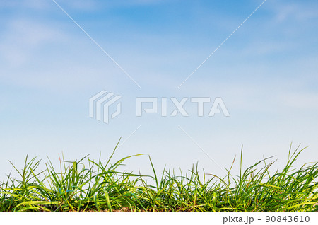 green grass background in spring meadow and sky 90843610