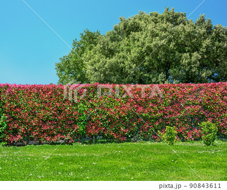 green garden hedge in backyard or garden 90843611