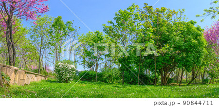 backyard and garden with grass on lawn and bloom trees in spring 90844711