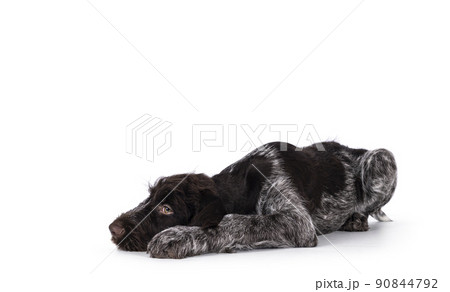 German wirehaired pointer on white background German wirehaired pointer on white background 90844792