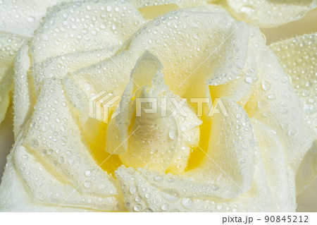 White yellow rose flower with drops of water as background. Macro photography White yellow rose flower with drops of water as background. Macro photography 90845212