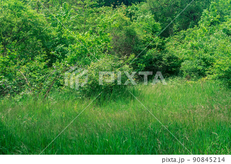 natural landscape, grassy meadow at the edge of a deciduous forest natural landscape, grassy meadow at the edge of a deciduous forest 90845214