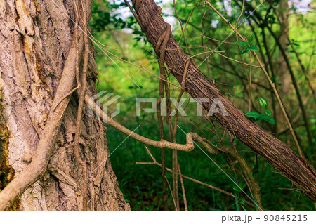 stems of climbing and creeping plants in a subtropical forest close-up 90845215