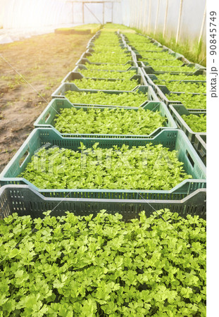 Organic vegetable seedlings in boxes in a greenhouse, selective focus. Organic vegetable seedlings in boxes in a greenhouse, selective focus. 90845749