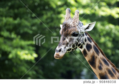 Giraffe in the wild a portrait Giraffe in the wild a portrait 90846038