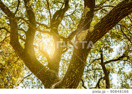 trees in the forest illuminated by the warm sunlight. background light filtering through the branches of a tree in summer. 90848166