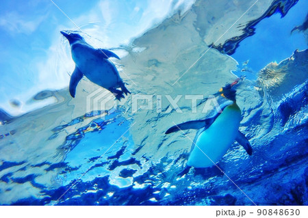 旭山動物園 青空を泳ぐペンギン 90848630