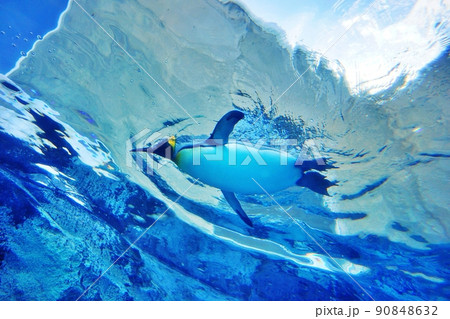 旭山動物園 青空を泳ぐペンギン 90848632