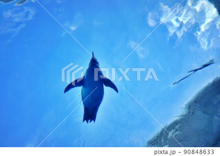 旭山動物園 青空を泳ぐペンギン 90848633