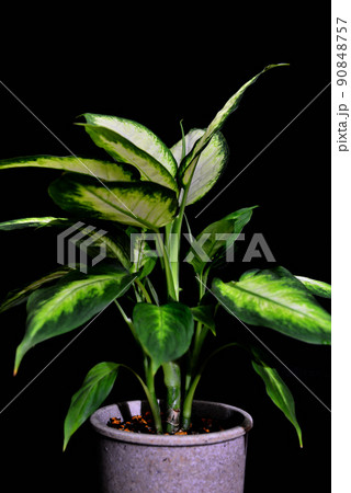 観葉植物　ディフェンバキア・カミーラ 黒バック 90848757