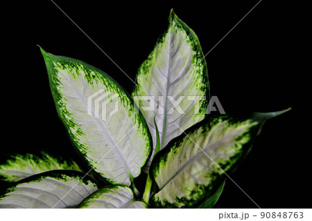 観葉植物　ディフェンバキア・カミーラ 黒バック 90848763