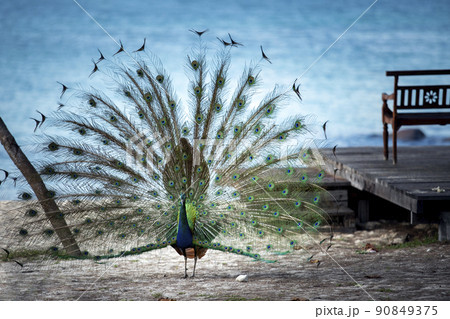 beautiful male indian pheasant standing against blue sea 90849375