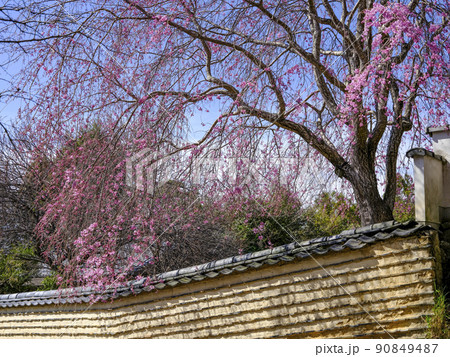 東大寺より二月堂への通ずる参道の瓦土塀と桜 90849487