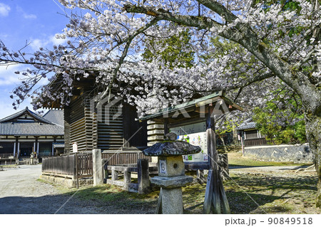 東大寺　法華堂経庫横と桜 90849518
