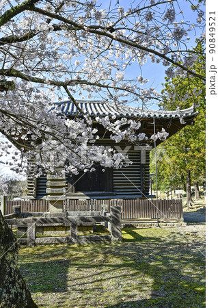 東大寺　法華堂経庫横と桜 90849521