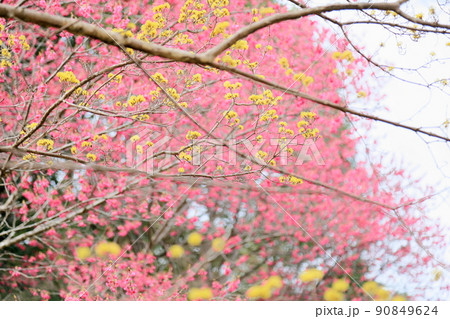 サンシュユの花 90849624